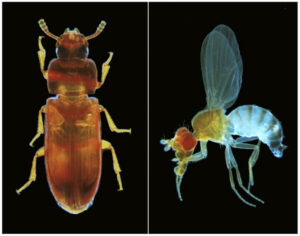 Der Rotbraune Reismehlkäfer (links) und die Fliege Drosophila melanogaster sind zwei Modellorganismen für genetische Analysen. (Bild: Gregor Bucher)