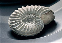 Ammonit (Pleuroceras), ca. 200 Mio. Jahre alt (Unterer Jura), Palaeontologische-Sammlung, (Bild: Georg Pöhlein)