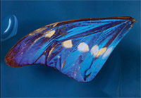 Male brush-footed butterfly (morpho cypris), Colombia, 20th century, Zoological Collection (Image: Georg Pöhlein)